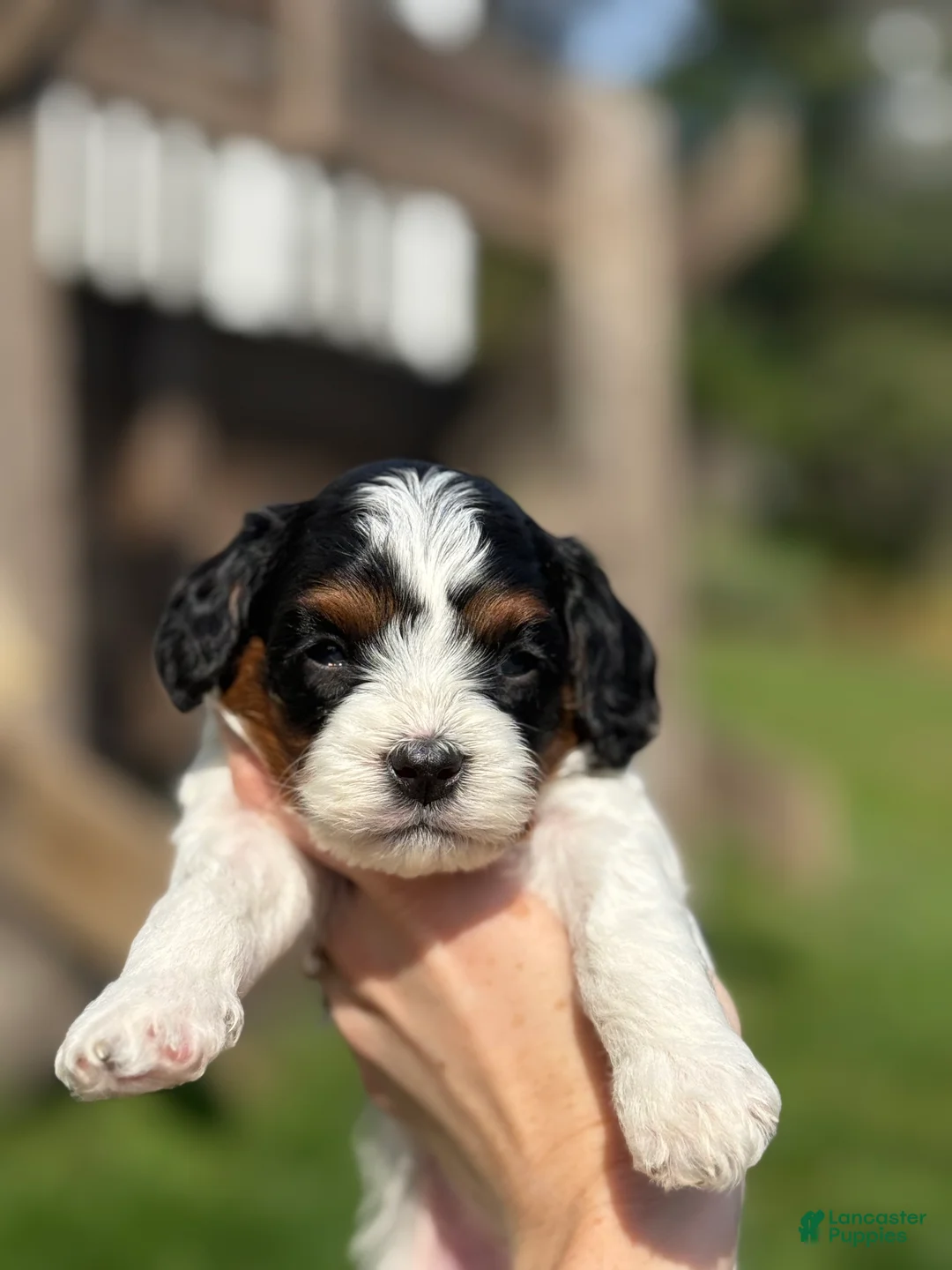 Cavapoo dogs for sale: Cavapoo Puppy 1 - Ad 2