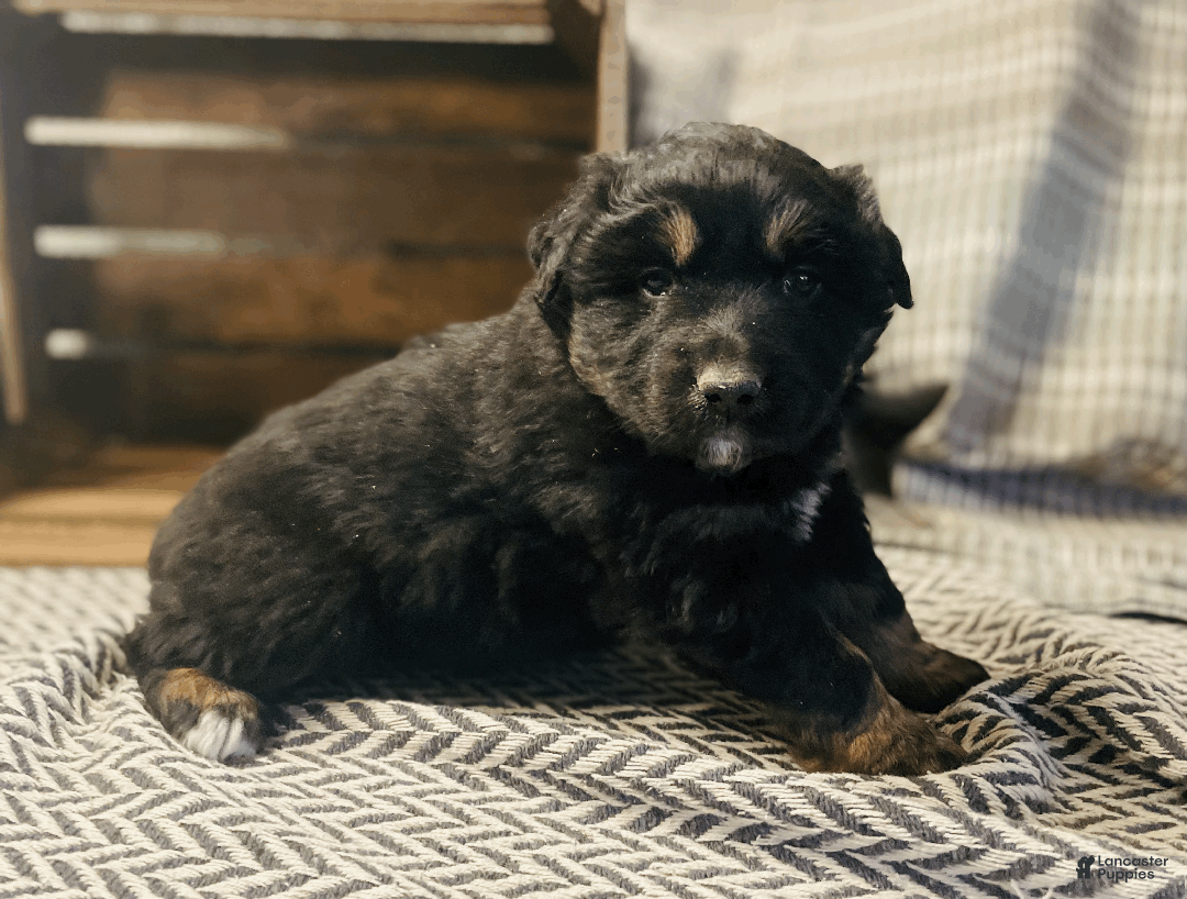 Australian Shepherd dogs for sale: Einstein - Ad 3