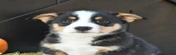 Welsh Corgi Pembroke dogs for sale: Molly - Ad 3