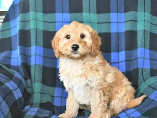 Mini Goldendoodle dogs for sale: Spencer - Ad 1