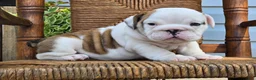 English Bulldog dogs for sale: Boba - Ad 8