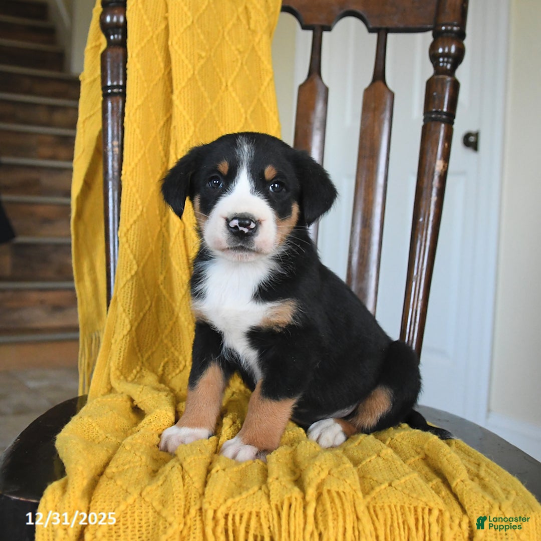 Greater Swiss Mountain Dog dogs for sale: Viking - Ad 1