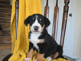 Greater Swiss Mountain Dog dogs Viking - Ad 3