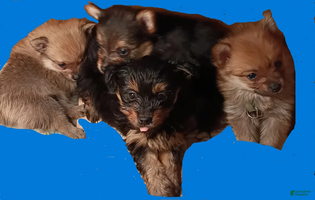 Mixed Breed dogs for sale: Mixed Breed Puppy 1 - Ad 1