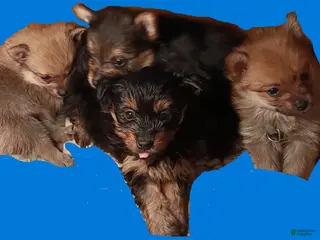 Mixed Breed dogs Mixed Breed Puppy 1 - Ad 41