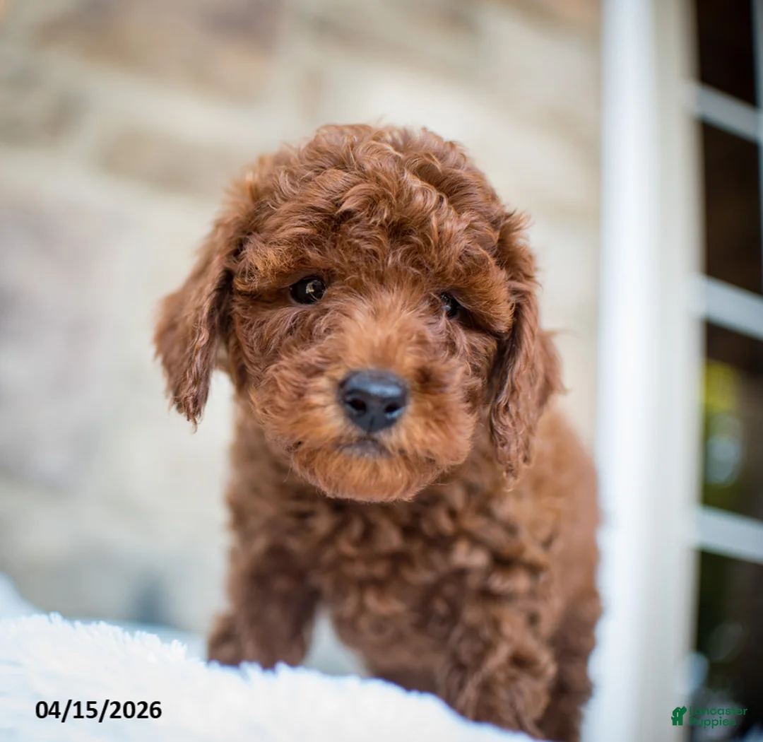 Miniature Poodle dogs for sale: Jolene - Ad 7