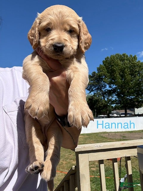 Goldendoodle dogs Hannah - Ad 2