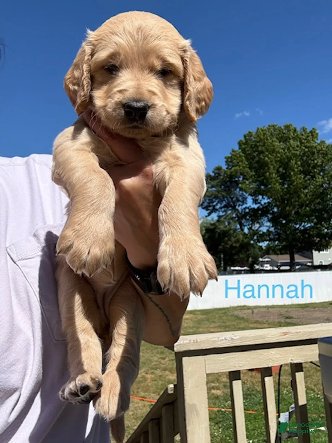 Goldendoodle dogs for sale: Hannah - Ad 2
