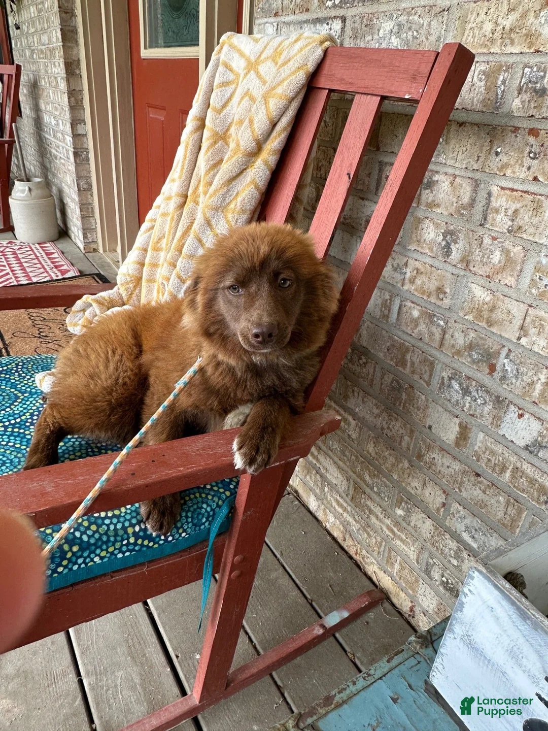 Mixed Breed dogs for sale: Cinnamon  - Ad 2