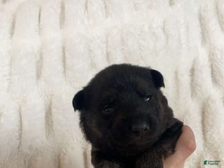 German Shepherd dogs German Shepherd White Collar Female - Ad 8