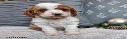 Cavachon dogs for sale: Latte - Ad 3