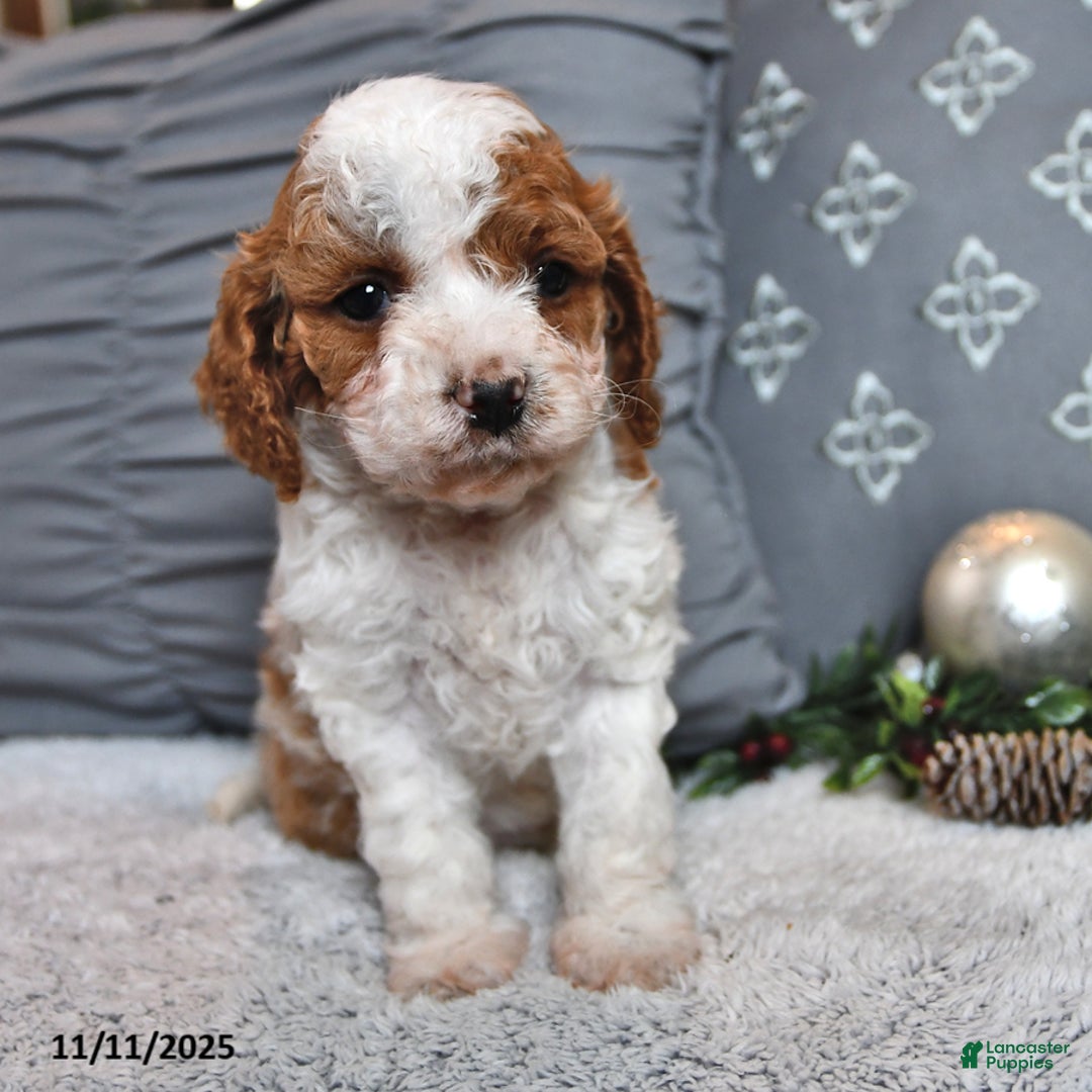 Cavachon dogs for sale: Latte - Ad 3