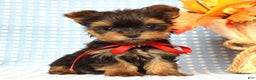 Yorkshire Terrier dogs for sale: Cooper - Ad 3