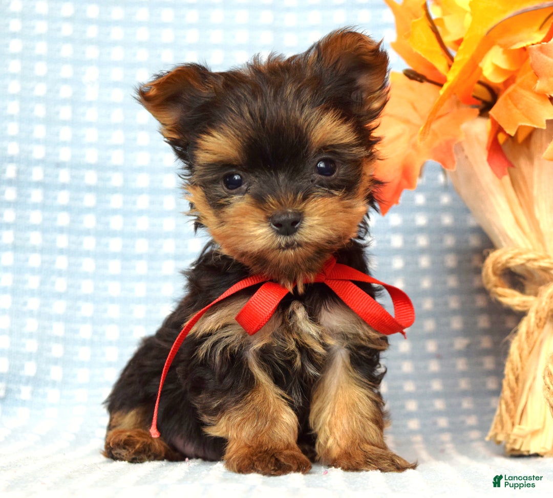 Yorkshire Terrier dogs for sale: Cooper - Ad 3