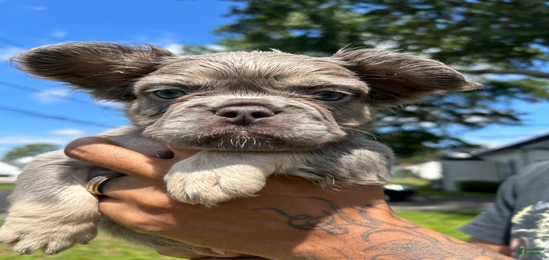 Gallery Image {{count}}