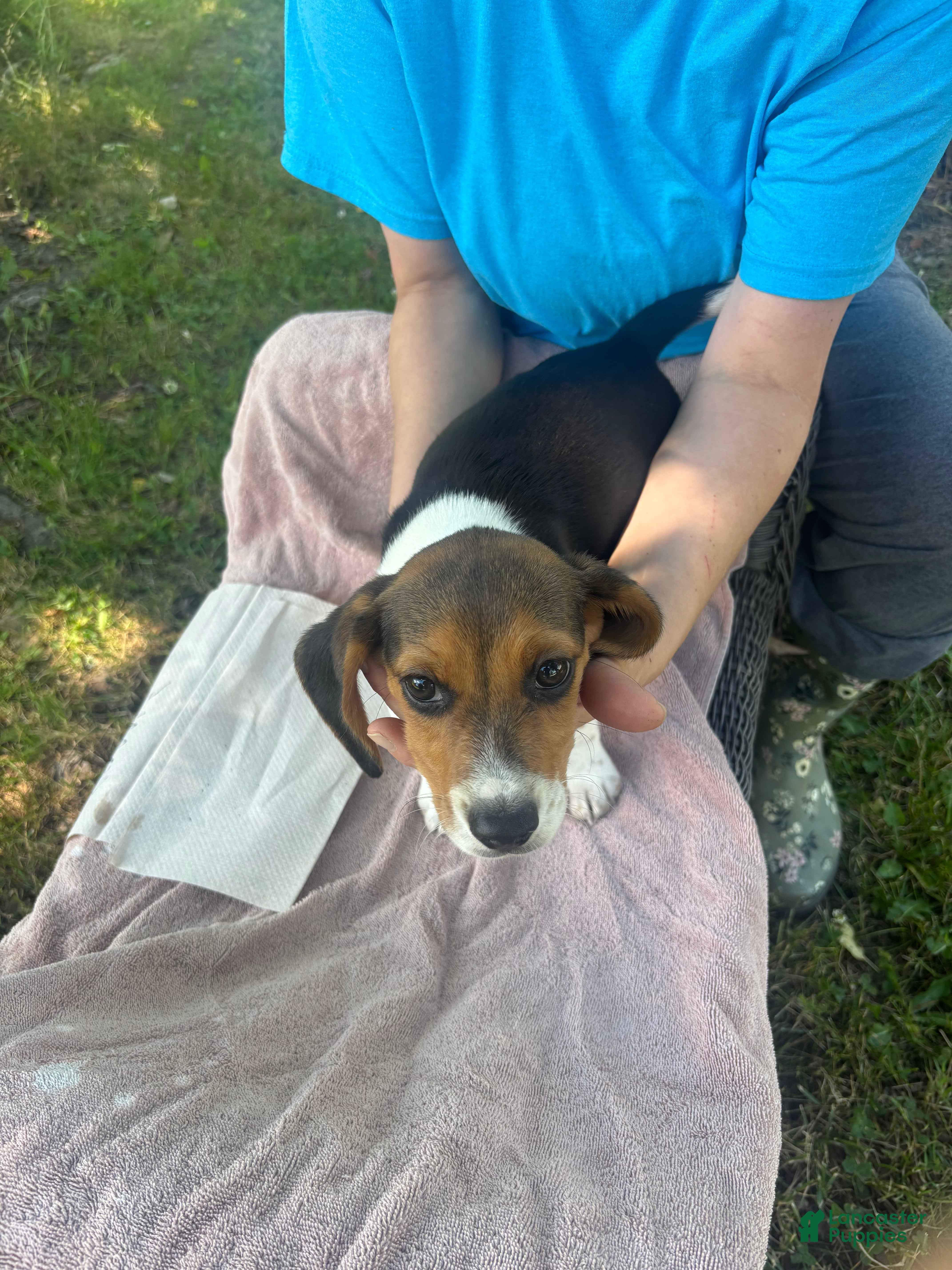Beagle dogs Beagle 3 - Ad 34