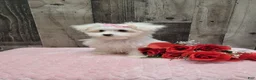 Maltese dogs for sale: Pearl - Ad 3