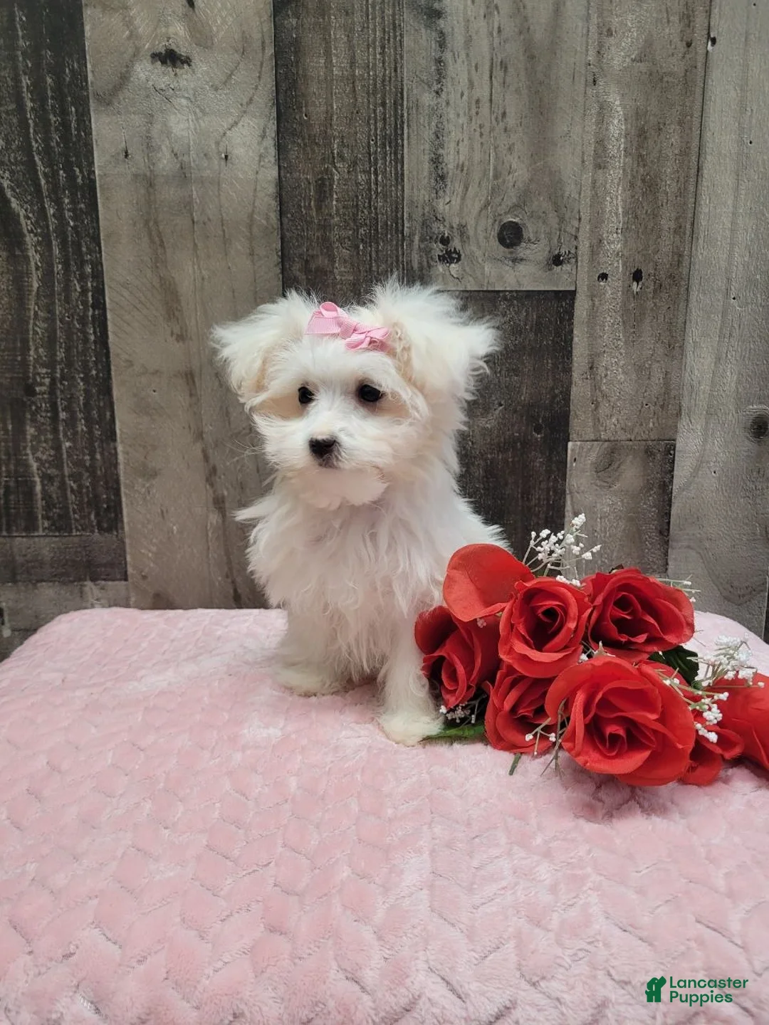 Maltese dogs for sale: Pearl - Ad 3
