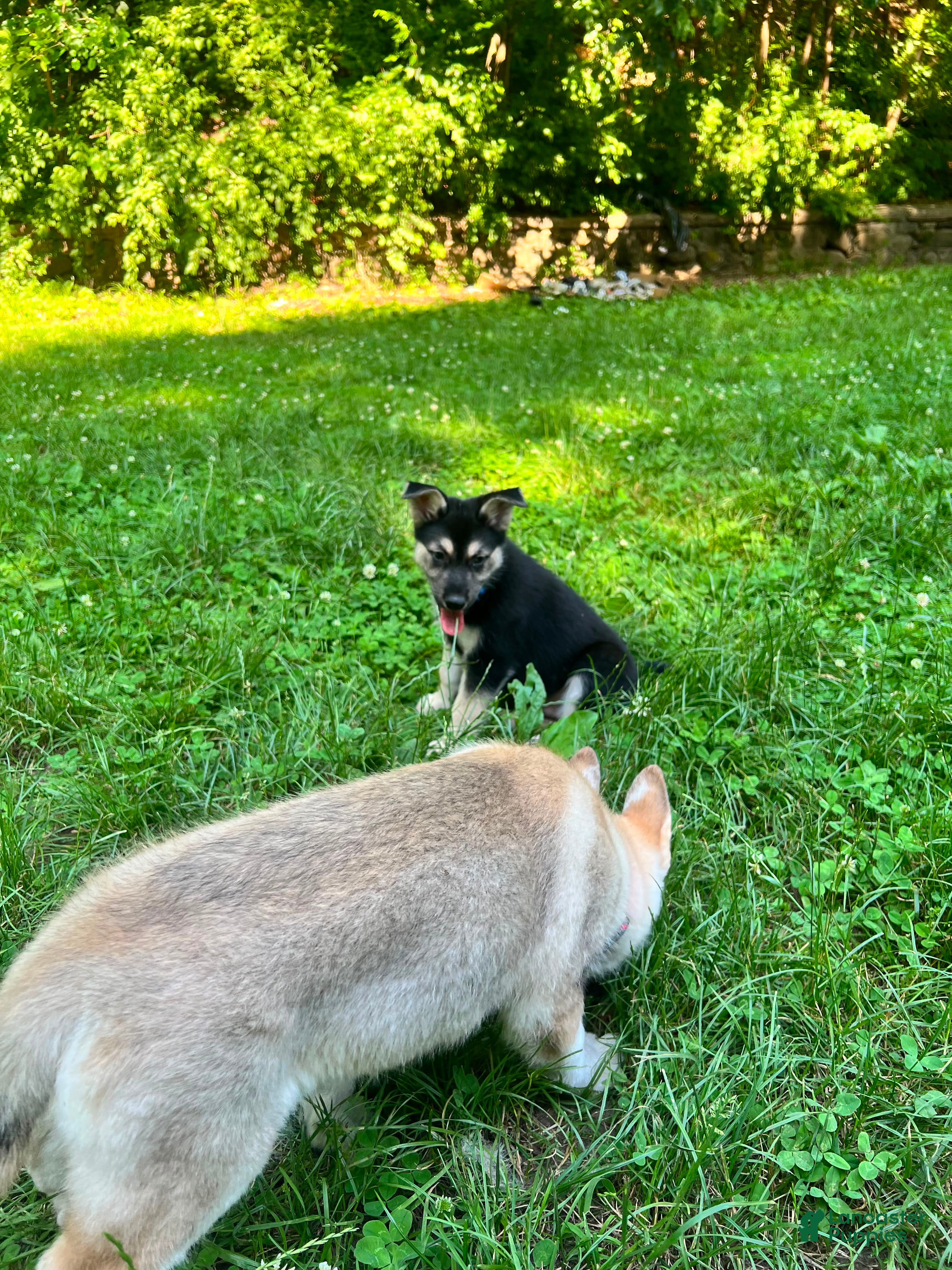 Gerberian Shepsky dogs Leif - Ad 2