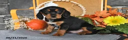 Beaglier dogs for sale: Jack - Ad 3
