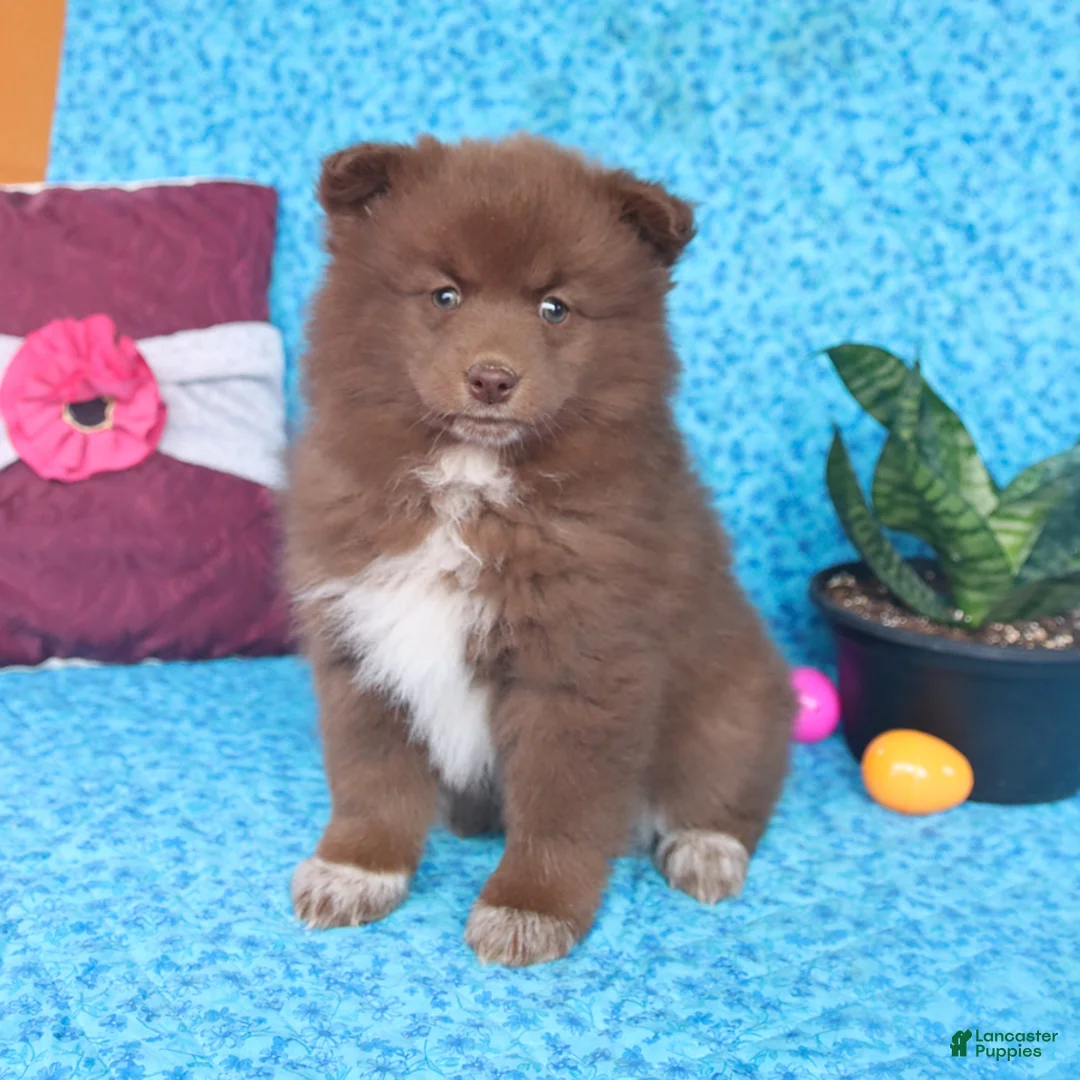 Pomsky dogs for sale: Winnie - Ad 1