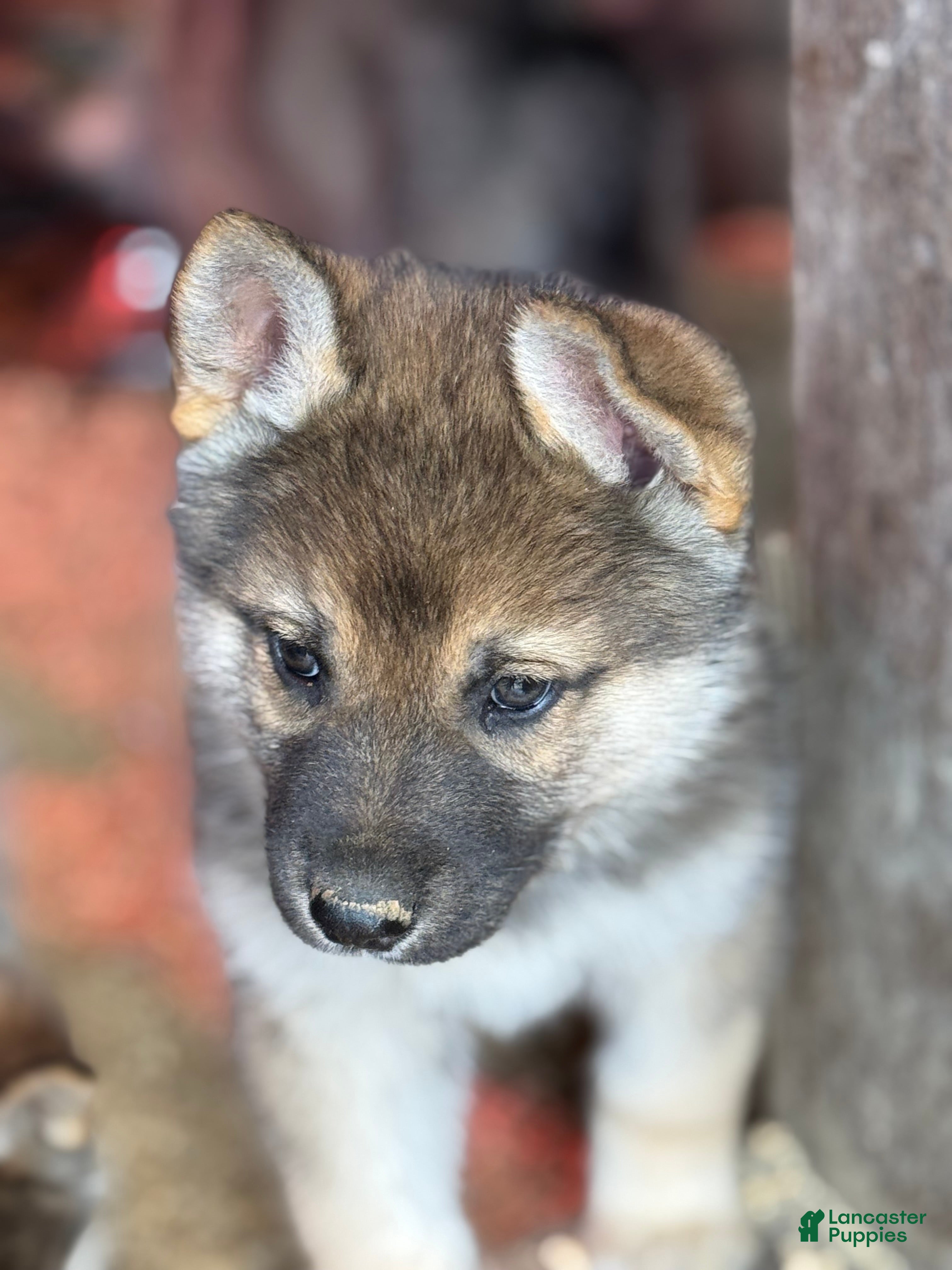 Gerberian Shepsky dogs Severus - Ad 2