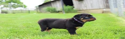 Rottweiler dogs for sale: Roxy - Ad 4