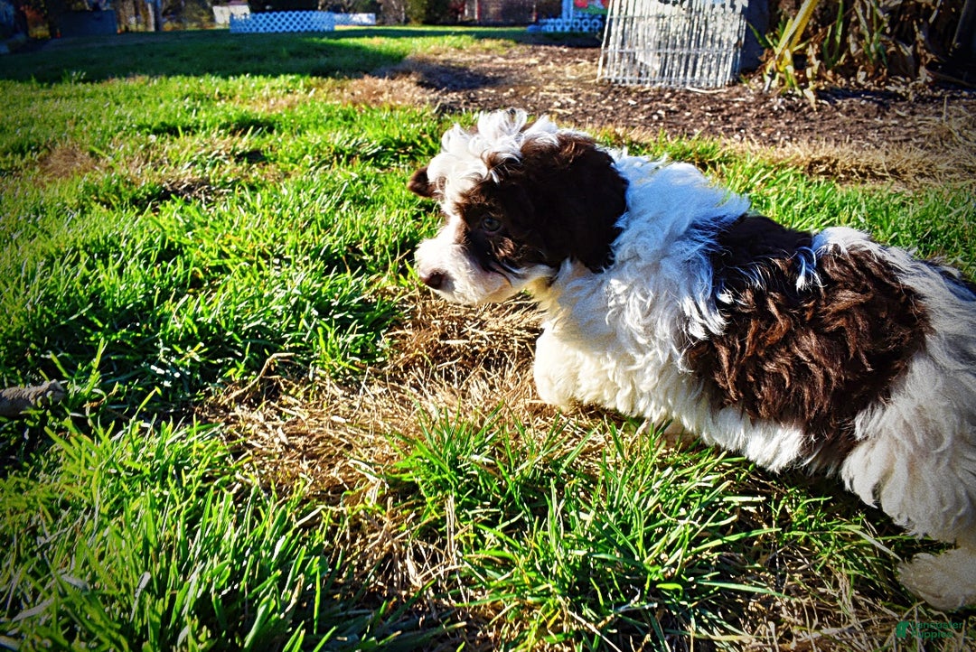 Havapoo dogs for sale: Simba - Ad 23