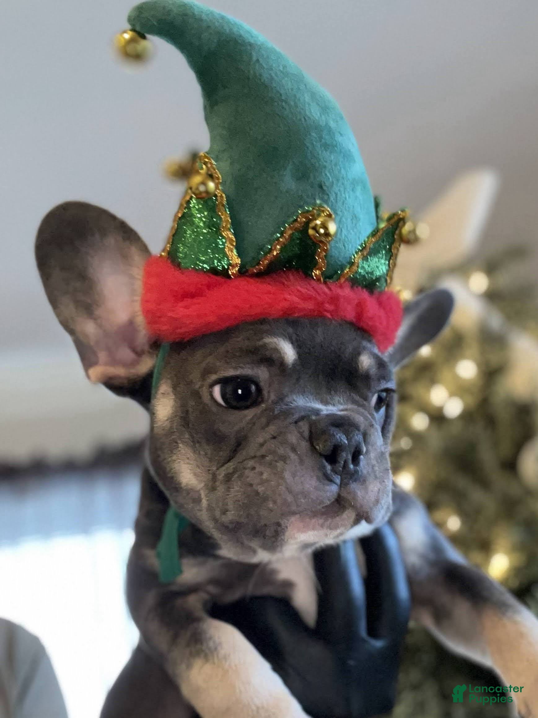 French Bulldog dogs Melo  - Ad 31