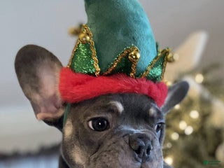 French Bulldog dogs Melo - Ad 37