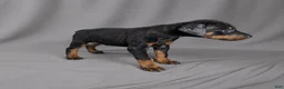 Doberman Pinscher dogs for sale: Azrael - Ad 5