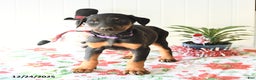 Doberman Pinscher dogs for sale: Bluebell - Ad 4