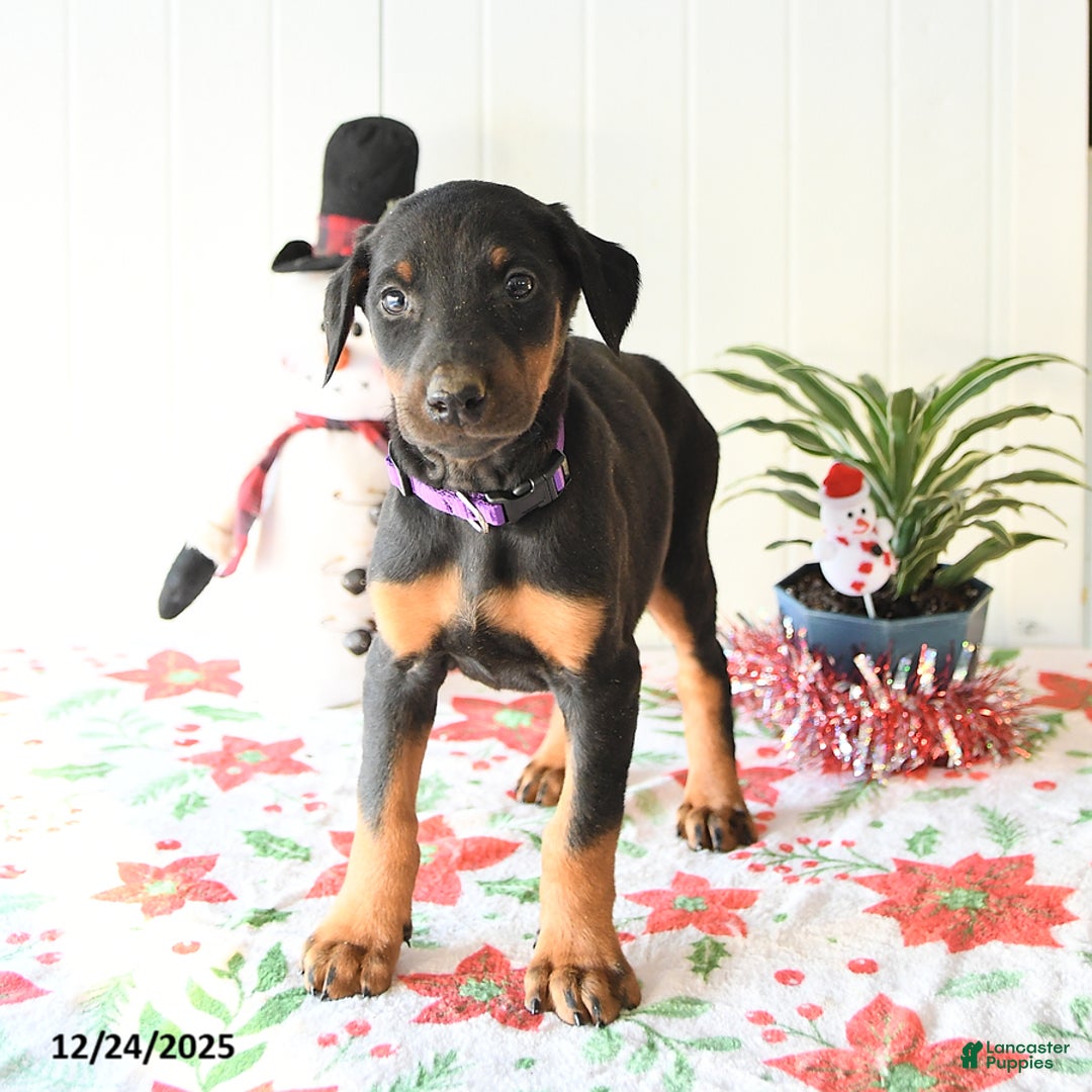 Doberman Pinscher dogs for sale: Bluebell - Ad 4