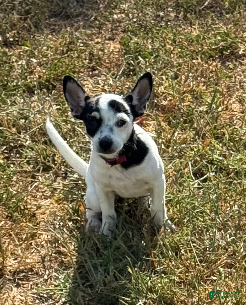Chihuahua dogs Flower - Ad 2