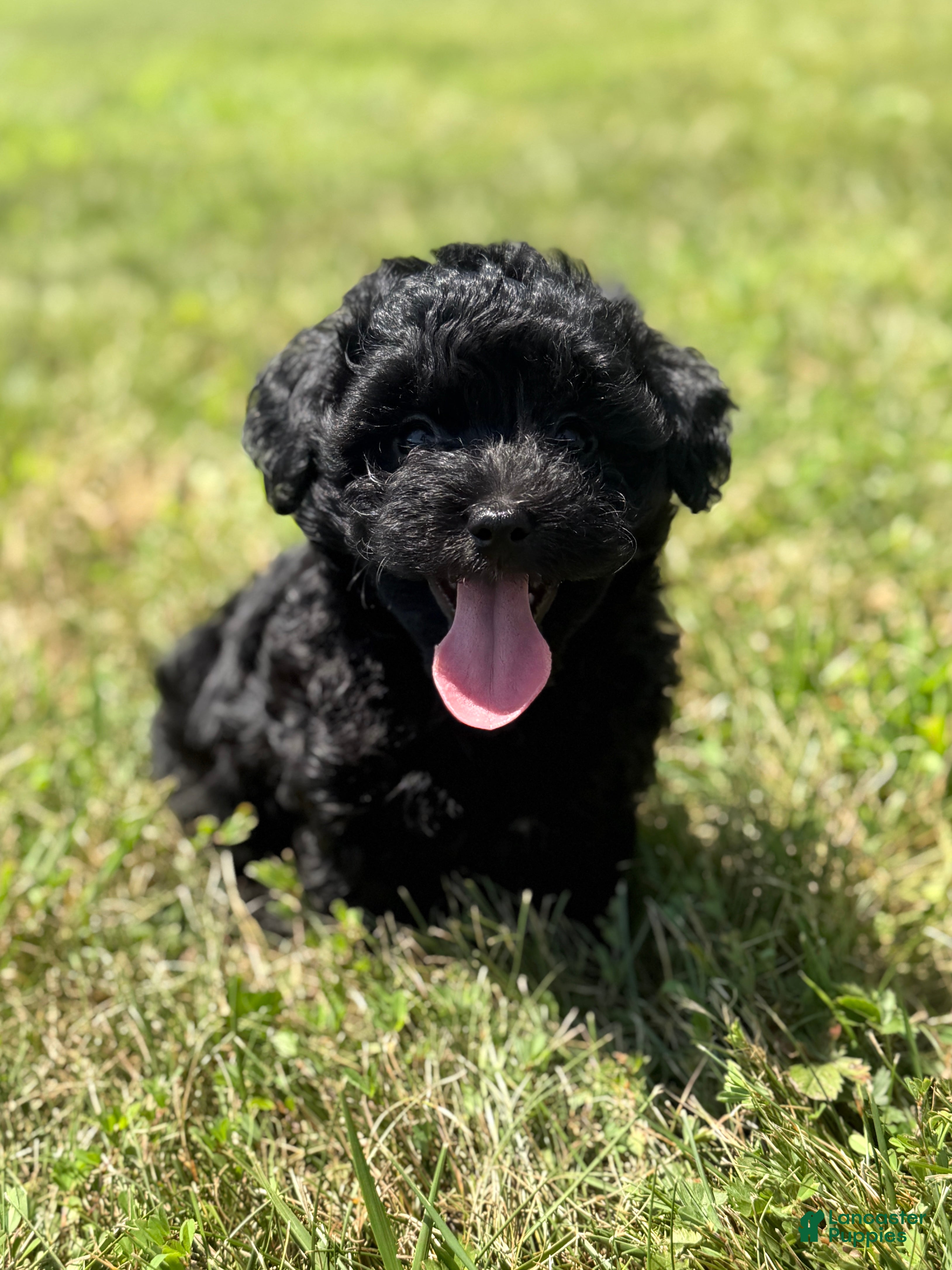 Mixed Breed dogs Homer - Ad 2