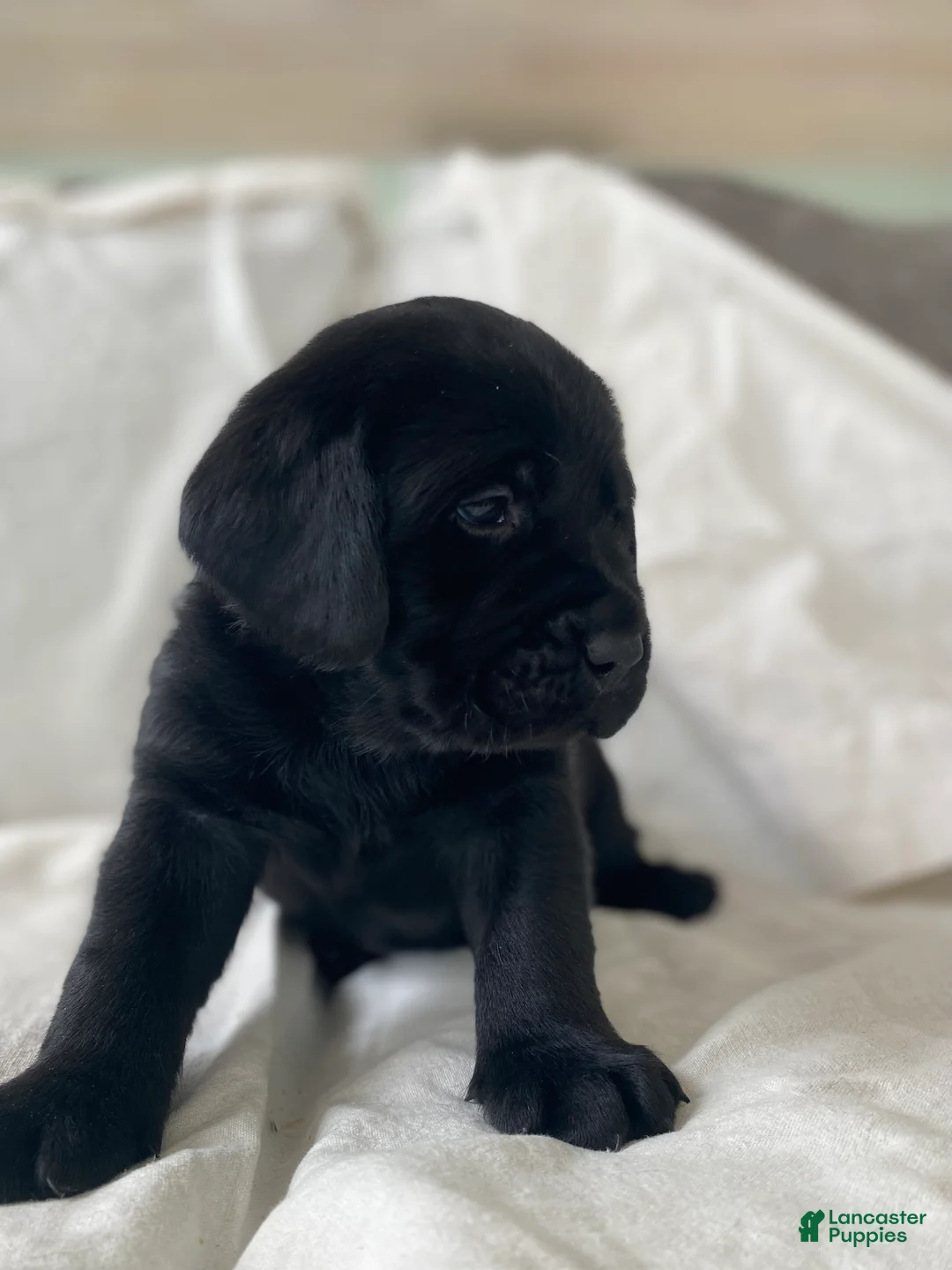 Labrador Retriever dogs for sale: Hero - Ad 2