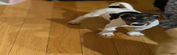 Jack Russell Terrier dogs for sale: Jack Russell Terrier 1 - Ad 8