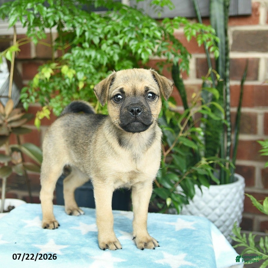 Jug dogs Chocolate  - Ad 1