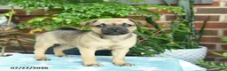 Jug dogs for sale: Chocolate  - Ad 1