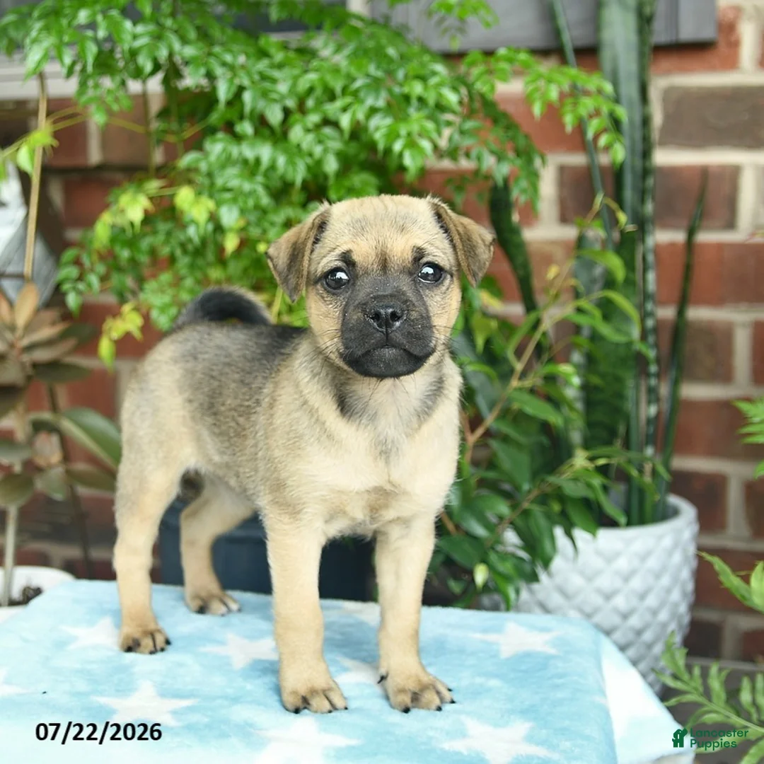Jug dogs for sale: Chocolate  - Ad 1