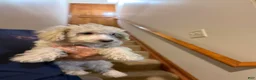 Miniature Poodle dogs for sale: Leeza - Ad 8
