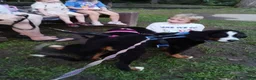 Bernese Mountain Dog dogs for sale: Bernese Mountain Dog 2 - Ad 45
