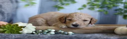 Goldendoodle dogs for sale: Charlie  - Ad 2