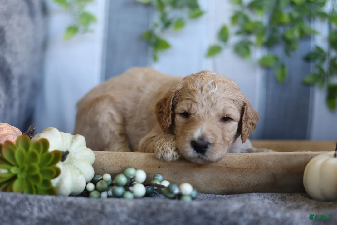 Goldendoodle dogs for sale: Charlie  - Ad 2
