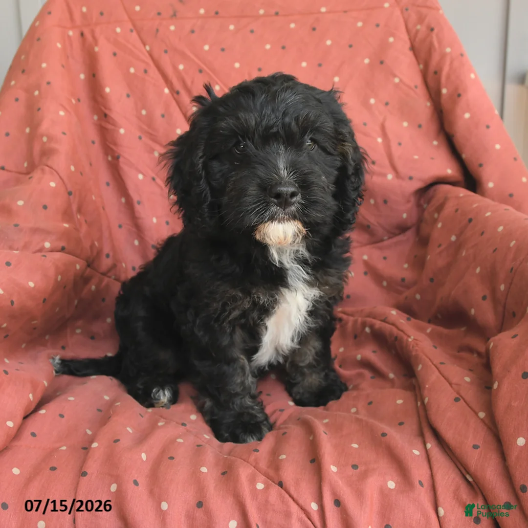 Mini Bernedoodle dogs for sale: Rover - Ad 1