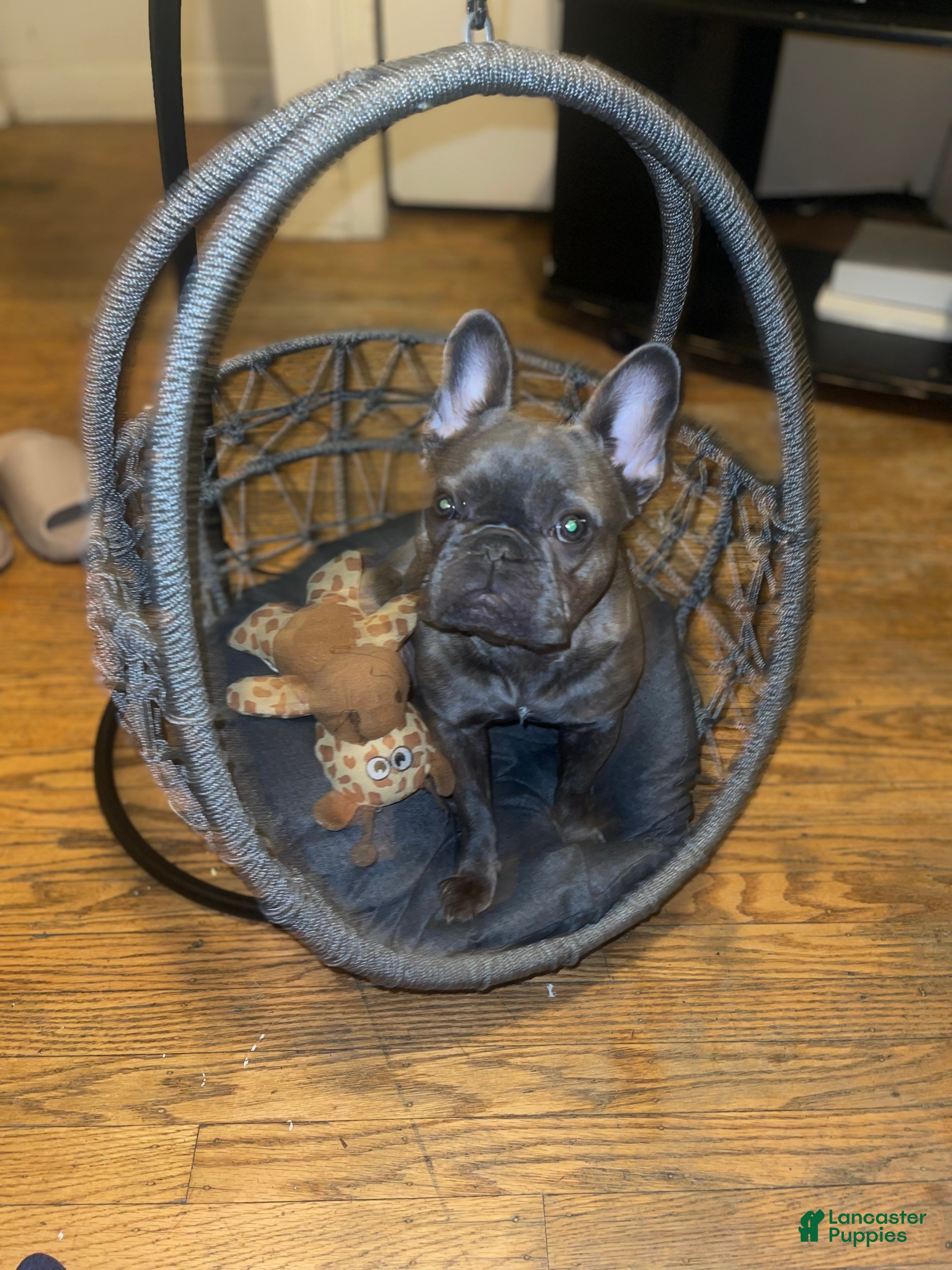 French Bulldog dogs Remi, Brindle Female French Bulldog (3 years old 1 litter only) - Ad 5