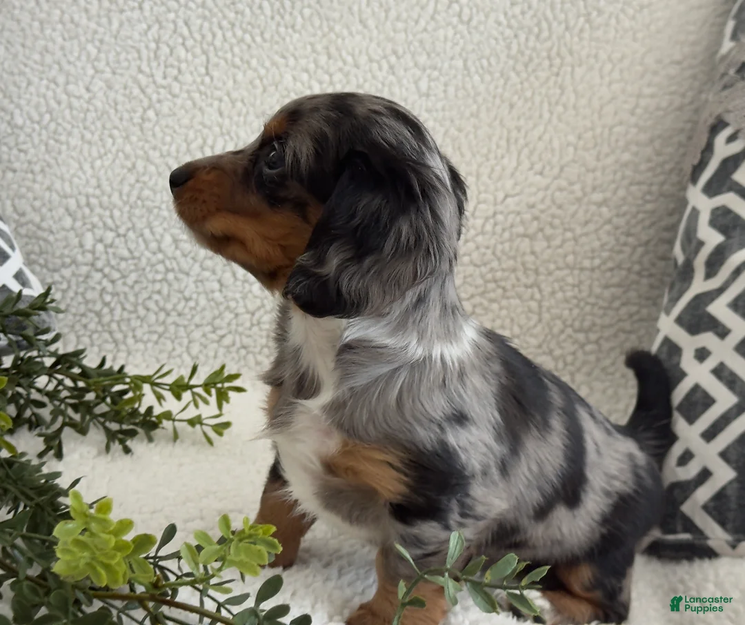 Miniature Dachshund dogs for sale: Tessa - Ad 5