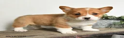 Welsh Corgi Pembroke dogs for sale: Tucker - Ad 3