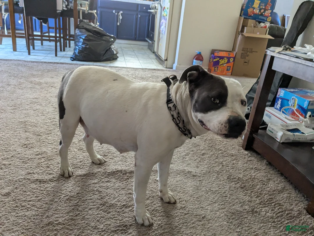 American Pit Bull Terrier dogs for sale: American Pit Bull Terrier Puppy 9 - Ad 10