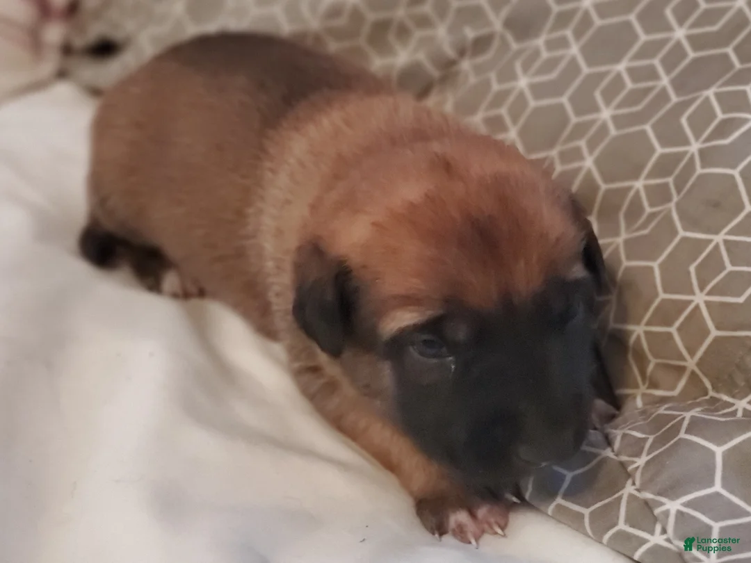 Belgian Malinois dogs for sale: Belgian Malinois Puppy 1 - Ad 1